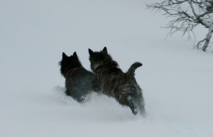 Pernille og Ollie leker i snøen på hytta